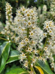 White little flowers in a tree