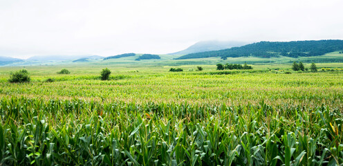 Landscape view of a corn field