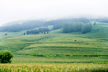 Landscape view of a corn field