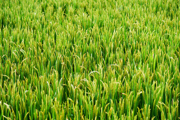 Green rice fields in China