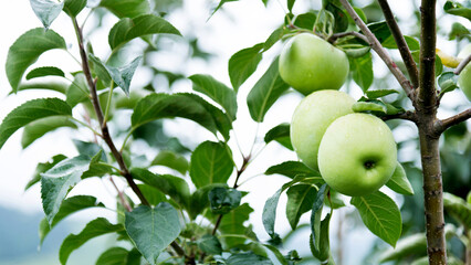 Green apples on a branch