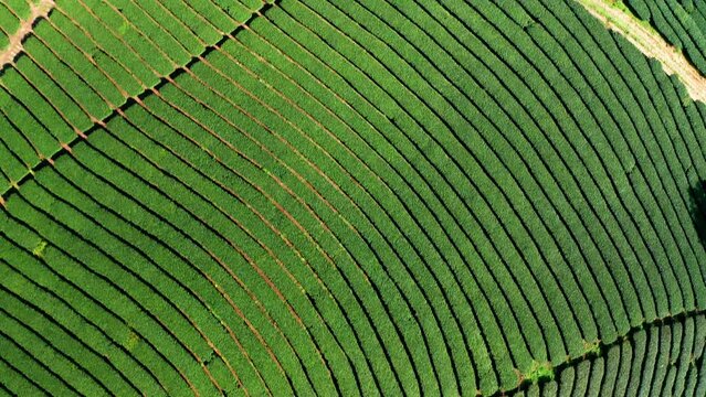 Aerial view of Beautiful tea garden rows scene