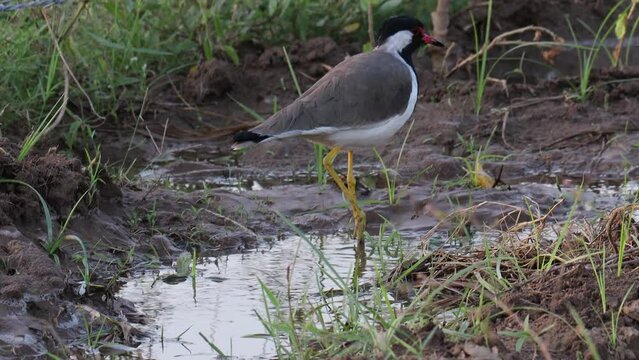 A bird red-wattled lapwing (Vanellus indices, Sandpiper bird ) looking for food in the field