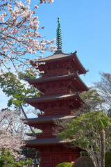 桜咲く五重塔　中山法華経寺