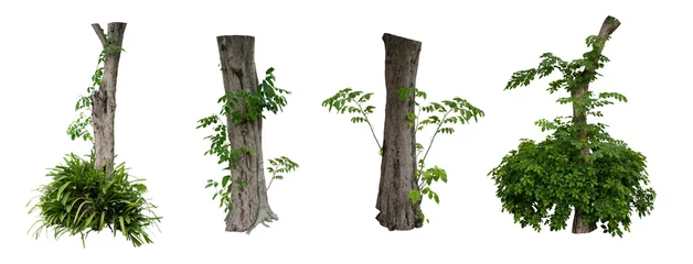 Fotobehang green tree nature isolated on white background,clipping path included. © eakarat