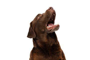 Obraz premium Half-length portrait of beuatiful dog, chocolate color labrador posing isolated on white background. Concept of animal, pets, vet, friendship
