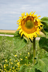 A lonely sunflower in the field