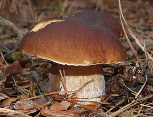 A boletus in the coniferous forest