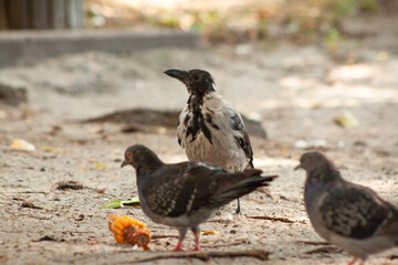 Against the background of pigeons eating, the crow looks like people will give it some food. Ukraine, Kyiv, Obolon district, White Lake.