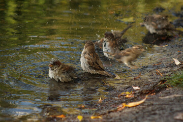 Little sparrows washing in the lake in the morning sun. Ukraine, Kyiv, Obolon district, White Lake.