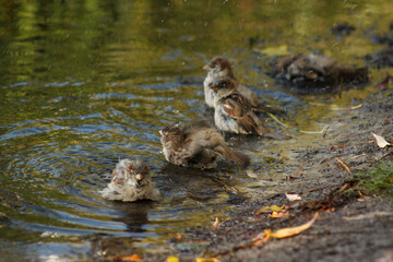Little sparrows washing in the lake in the morning sun. Ukraine, Kyiv, Obolon district, White Lake.