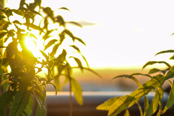 the sunset behind the leaves