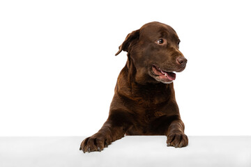 Half-length portrait of beuatiful dog, chocolate color labrador posing isolated on white background. Concept of animal, pets, vet, friendship