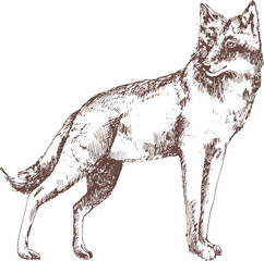Wolf Hand Drawn Engraving Illustration © Good Studio