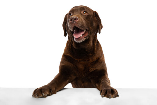 Close-up chocolate color labrador, purebred dog posing isolated on white background. Concept of animal, pets, vet, friendship