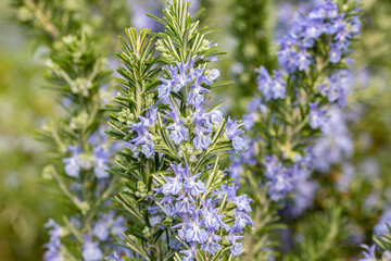 Close up on Rosemary flowers (Salvia rosmarinus or Rosmarinus officinalis). The leaves are used to flavor various foods. This plant produces white or blue flowers.