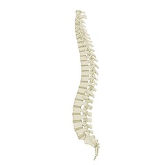 Color illustration of spine seen from the side