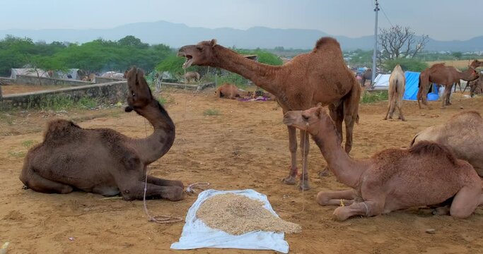 PUSHKAR, INDIA - NOVEMBER 7, 2019: Camels fighting with each other at Pushkar mela camel fair in field. Camels eating and fighting. Traditional Indian festival kartik mela. Rajasthan, India