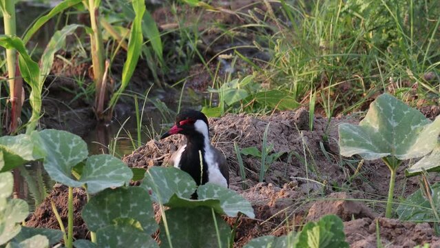 A bird red-wattled lapwing (Vanellus indices, Sandpiper bird ) walking in the field in search of food