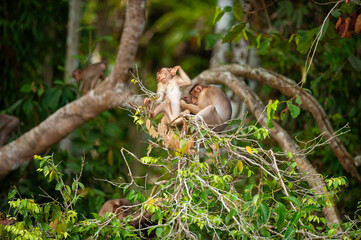 The monkeys are looking for ticks for them. in the forest at night.