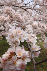 満開の桜。