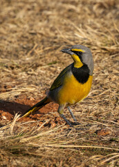 Bokmakierie, Addo Elephant National Park