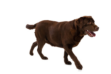 Studio shot of chocolate color labrador, purebred dog posing isolated on white background. Concept of animal, pets, vet, friendship
