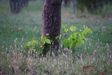 flowers in the grass