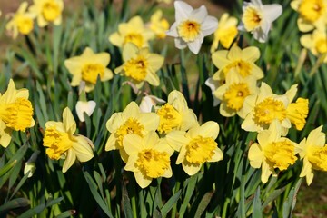 Fototapeta premium St David day. Welsh national flowers yellow daffodils growing in a park, close up