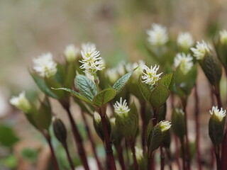 春の咲くヒトリシズカ