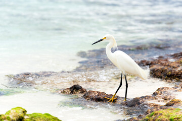 A beautiful white heron bird stands on the rocks on the Caribbean coast of the Dominican Republic.