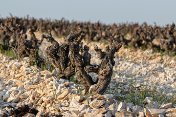 vineyards of southern côtes-du-rhône, in the south of France