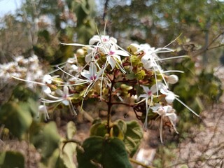 white beautiful flower