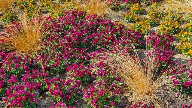 fleurs