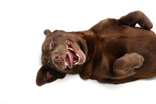 Top view of funny chocolate color labrador having fun isolated on white background. Concept of animal, pets, vet, friendship