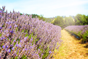 Rows of purple lavender at the lavender farm. Selective focus