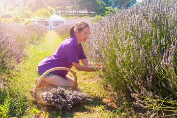 Middle age woman picking lavender flowers to a basket.