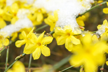 blooming spring flowers under snow, spring snow and yellow flowers            