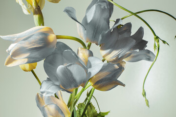 gray tulips and green stems on a gray background, close-up, studio shot.