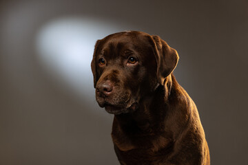Fototapeta premium Close-up chocolate color labrador, purebred dog posing isolated on gray background. Concept of animal, pets, vet, friendship
