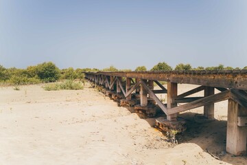 Fototapeta premium Wooden walkway in mangrove forest in Dubai