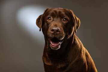 Fototapeta premium Close-up chocolate color labrador, purebred dog posing isolated on gray background. Concept of animal, pets, vet, friendship