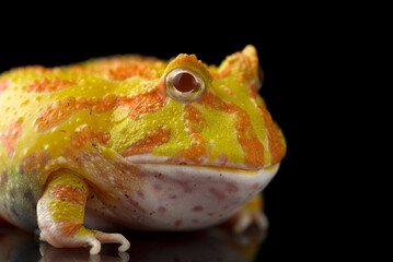 Colored Pac man frog isolated on black background