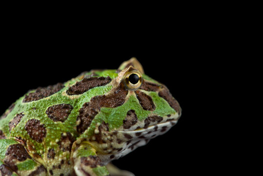 Colored Pac man frog isolated on black background