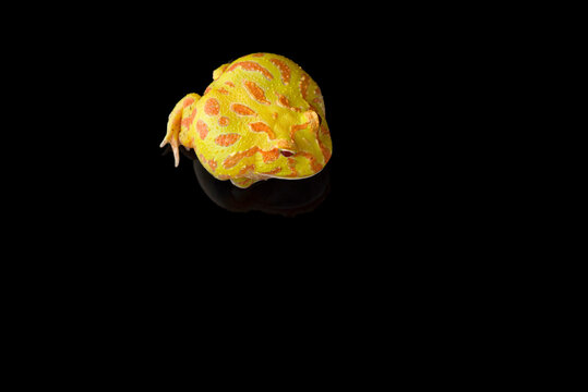 Colored Pac man frog isolated on black background
