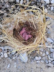 Kleine Babymäuse in einem Nest