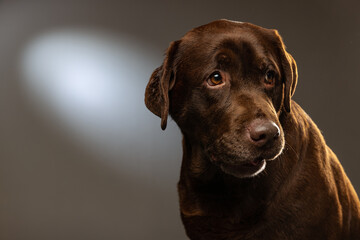 Fototapeta premium Close-up chocolate color labrador, purebred dog posing isolated on gray background. Concept of animal, pets, vet, friendship