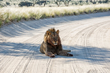 Black-maned kalahari Lion - obrazy, fototapety, plakaty