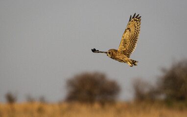 Marsh Owl hunting at dusk, Kruger National Park