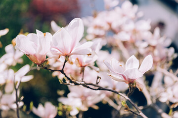 Fototapeta na wymiar Magnolia tree branches with white flowers